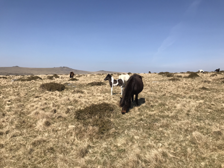 DHPA - Dartmoor Hill Ponies on the moor